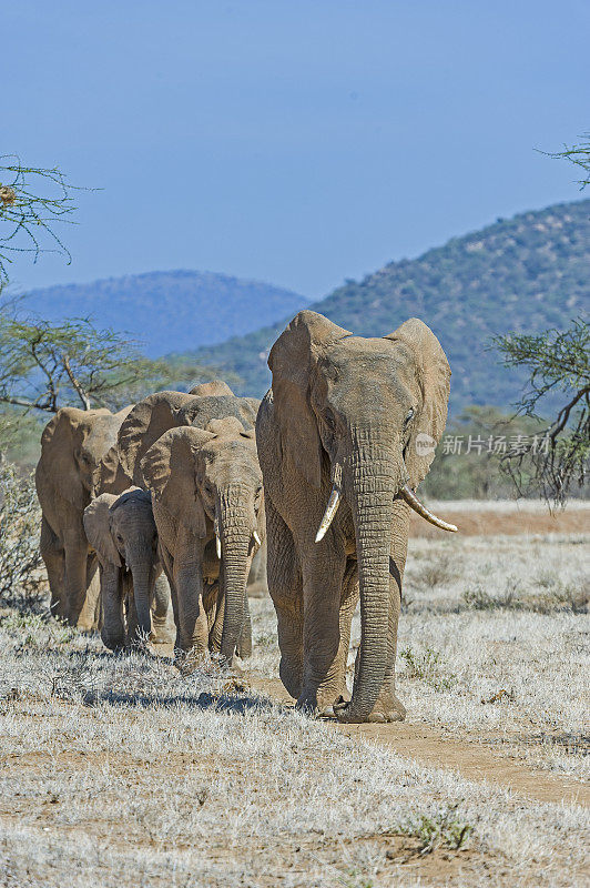 非洲丛林象或非洲草原象(Loxodonta africana)是两种非洲象中较大的一种。肯尼亚桑布鲁国家保护区。一群正在行走的大象。